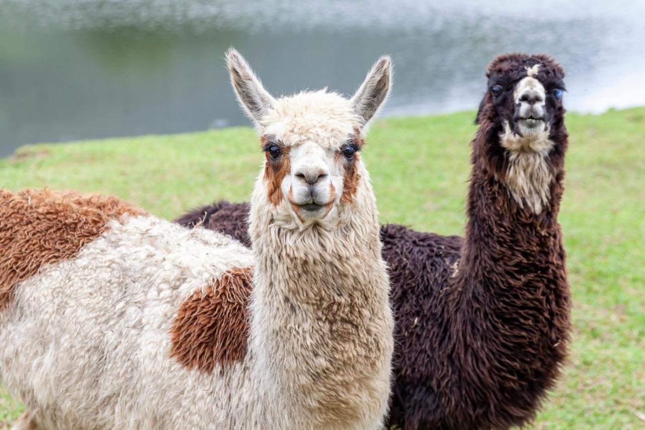 Hotel Portobello Resort & Safari マンガラチバ エクステリア 写真