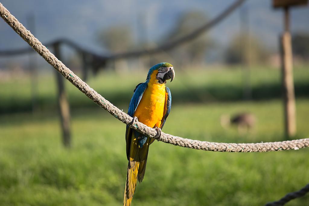 Hotel Portobello Resort & Safari マンガラチバ エクステリア 写真