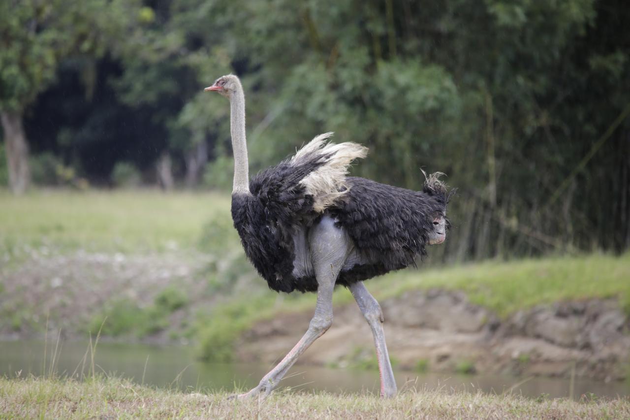 Hotel Portobello Resort & Safari マンガラチバ エクステリア 写真